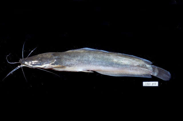 Image of African Catfish