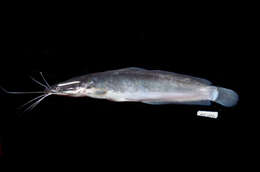 Image of African Catfish