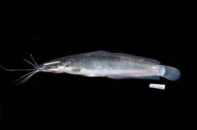 Image of African Catfish