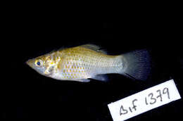 Image of Sailfin Molly