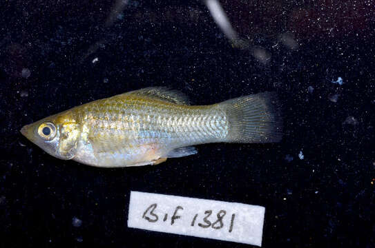 Image of Sailfin Molly