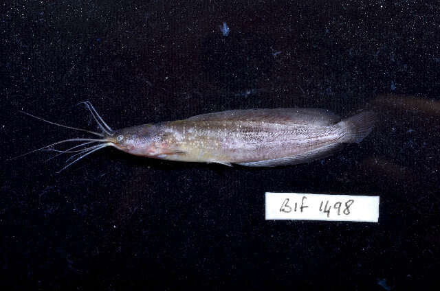 Image of Walking catfish