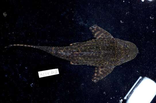 Image of Amazon sailfin catfish