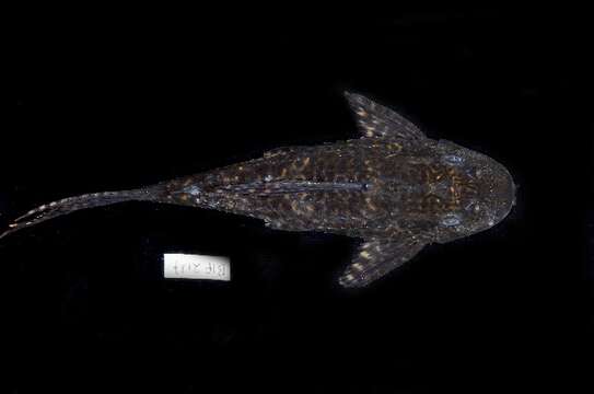 Image of Amazon sailfin catfish