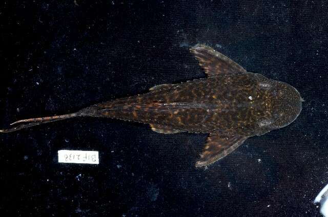 Image of Amazon sailfin catfish