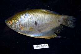 Trichopodus trichopterus resmi