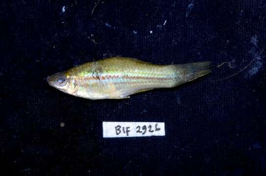 Image of Green swordtail