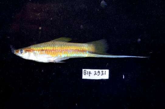 Image of Green swordtail