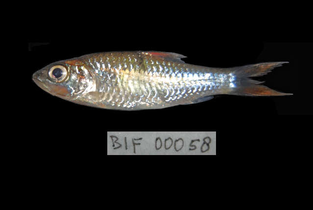 Image of Hampala Barb