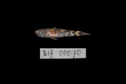 Image of Marbled Goby