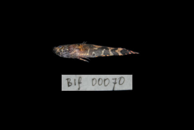 Image of Marbled Goby