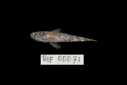 Image of Marbled Goby