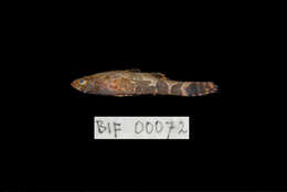 Image of Marbled Goby