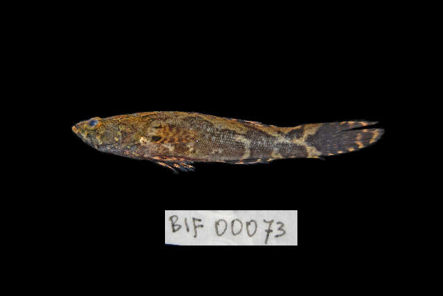 Image of Marbled Goby