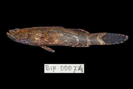 Image of Marbled Goby