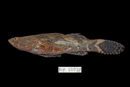 Image of Marbled Goby