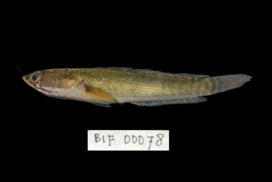 Image of Asian Snakehead