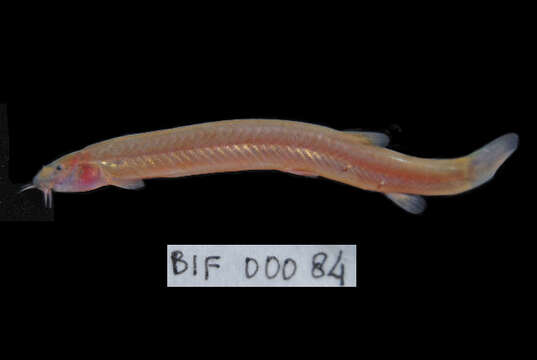 Image of Java Loach