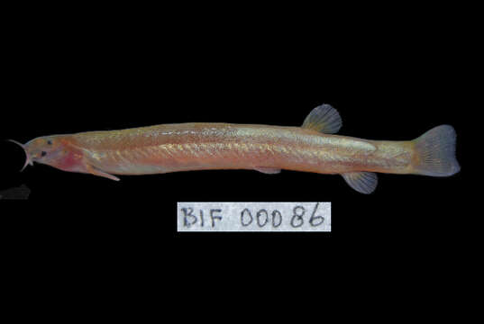 Image of Java Loach