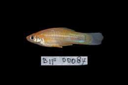 Image of Green swordtail