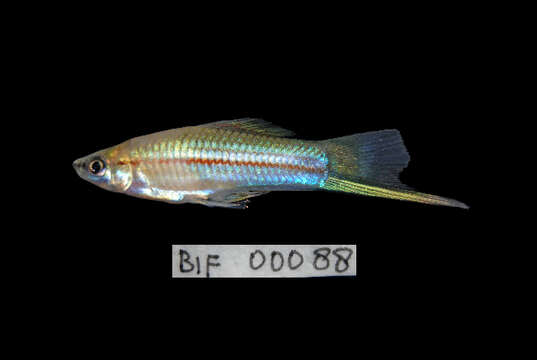 Image of Green swordtail