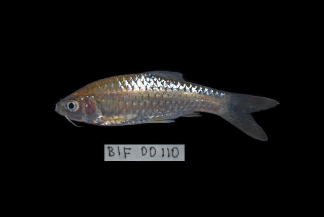 Image of Spotted barb