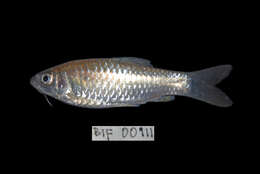 Image of Spotted barb