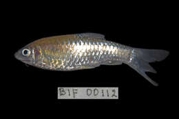 Image of Spotted barb