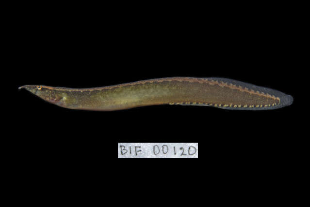 Image of Buff-backed spiny eel
