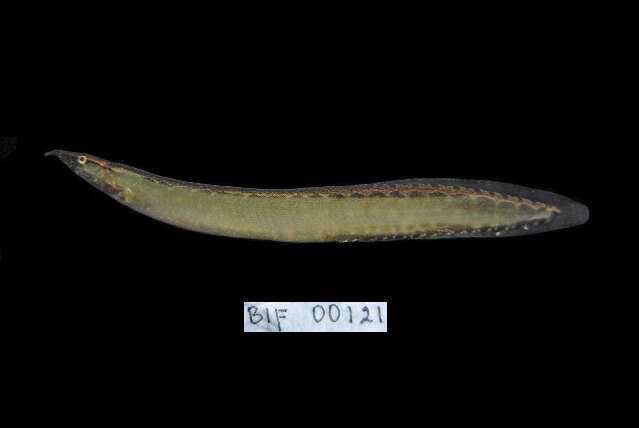 Image of Buff-backed spiny eel