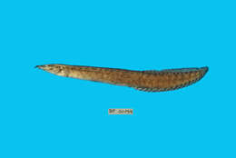 Image of Buff-backed spiny eel