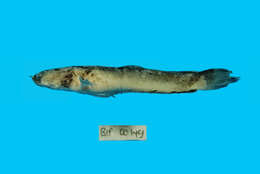 Image of Dwarf Snakehead