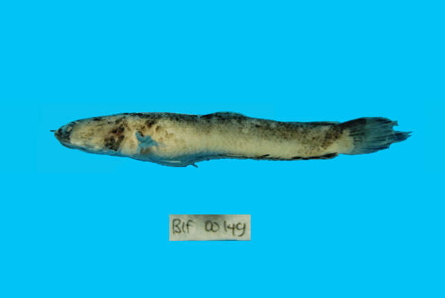 Image of Dwarf Snakehead