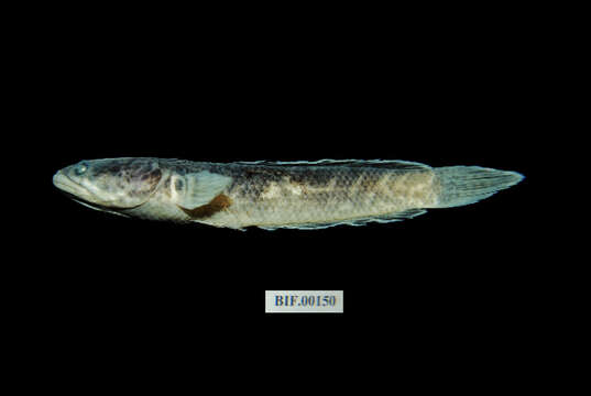 Image of Dwarf Snakehead