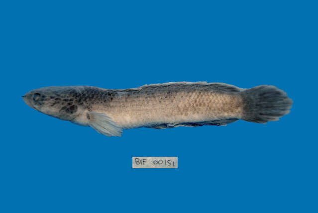 Image of Dwarf Snakehead