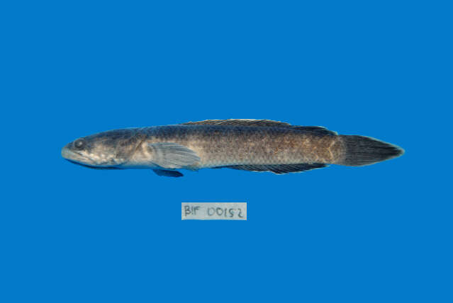 Image of Dwarf Snakehead