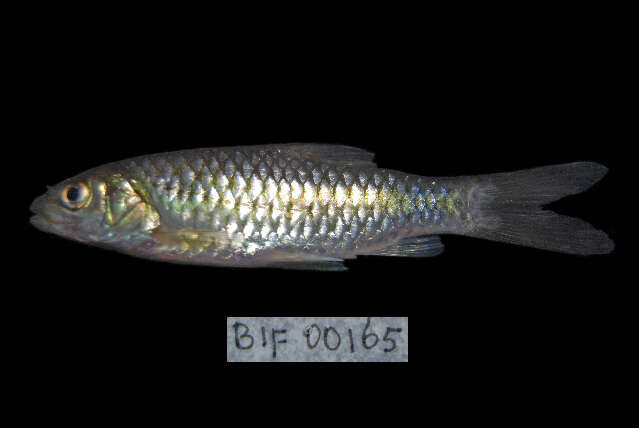 Image of Spotted barb