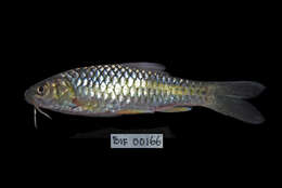 Image of Spotted barb