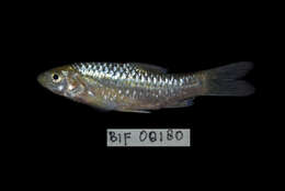 Image of Spotted barb