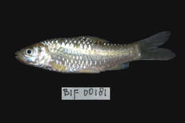 Image of Spotted barb