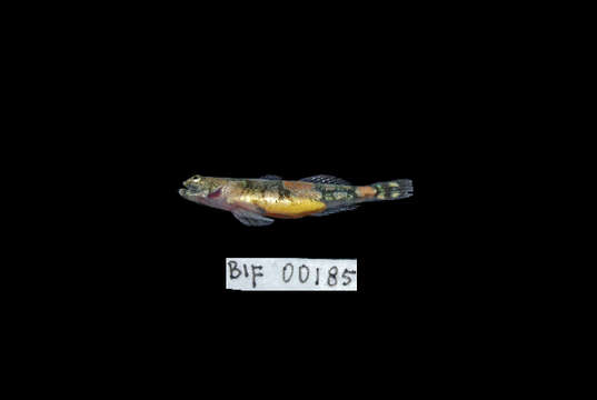 Image of Schismatogobius bruynisi de Beaufort 1912