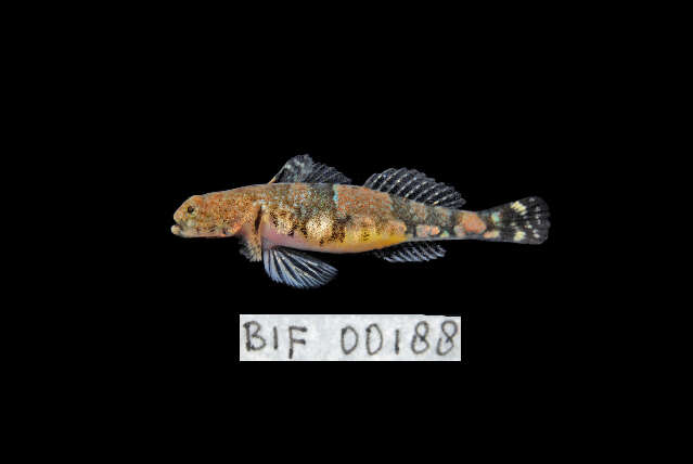 Image of Schismatogobius bruynisi de Beaufort 1912