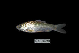 Image of Spotted barb