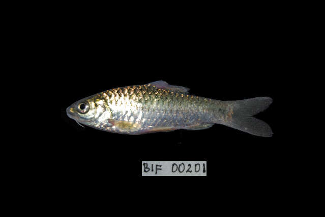 Image of Spotted barb