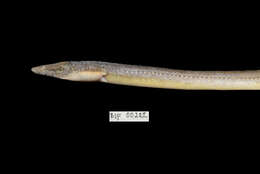 Image of Freshwater snake-eel
