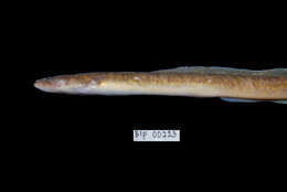 Image of Giant Long-finned Eel