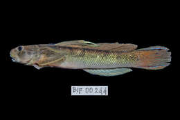 Image of Sicyopterus microcephalus (Bleeker 1855)