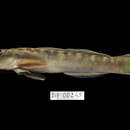 Image of Sicyopterus parvei (Bleeker 1853)