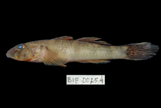 Image of Goby