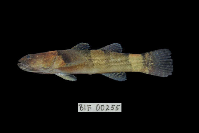 Image of Throatspine Gudgeon